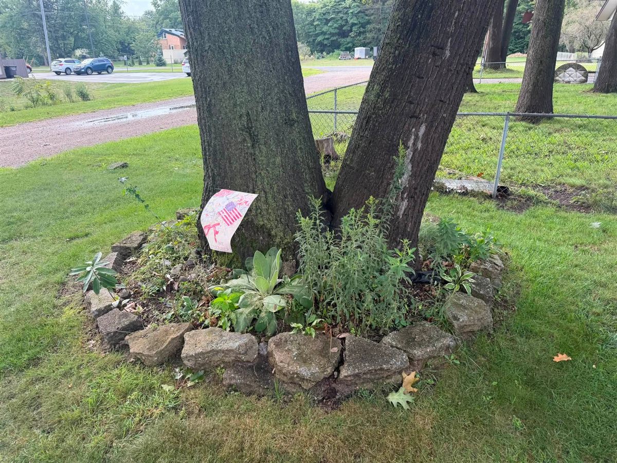 Before: tree base with an old ring of rocks
